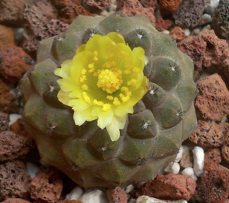 Copiapoa hypogaea